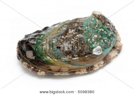 Rå Abalone