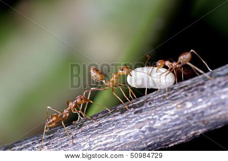 weaver ants moving their egg