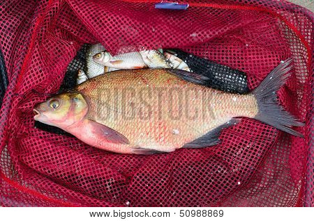 Big Fish