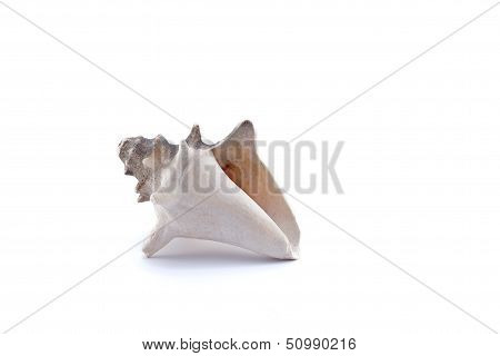 White Shell