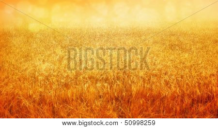 wheat field in august