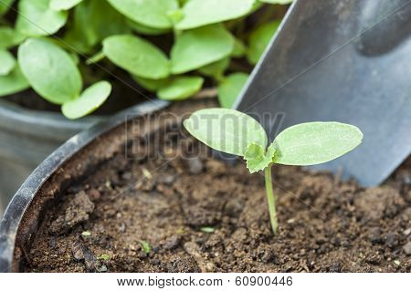 Cantalope Sprout