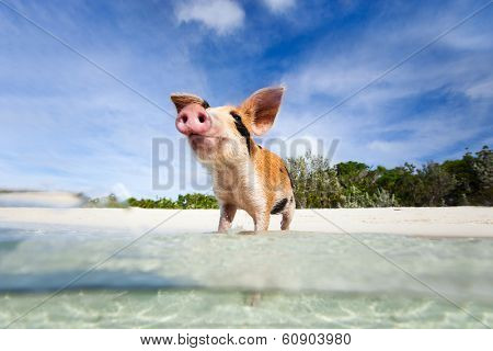 Little piglet in a water at beach on Exuma Bahamas