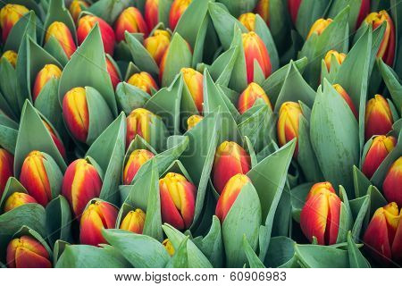 Romantic multicolor tulips background
