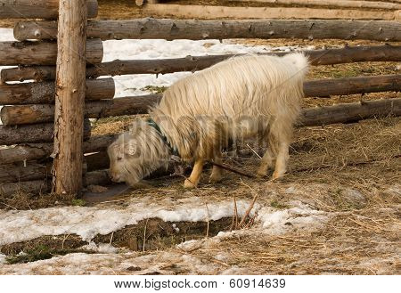 Billygoat.
