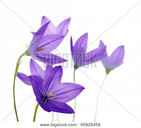 Bellflower isolated on a white background