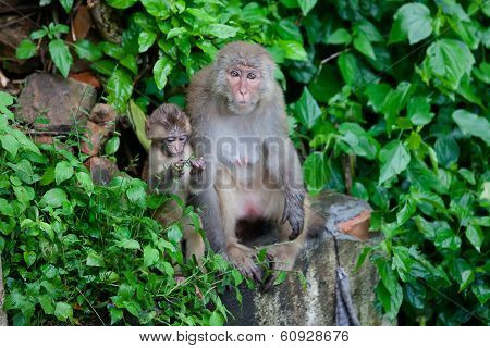 Playful monkeys near Swayambunath temple