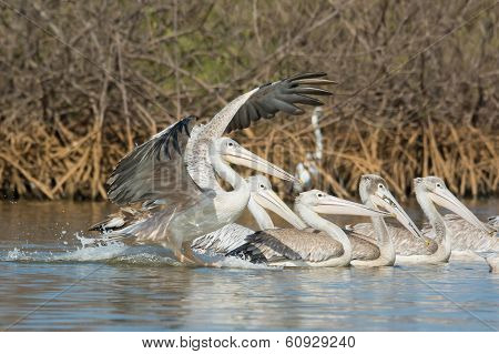 Pink-backed Pelican (pelecanus Rufescens) Landing