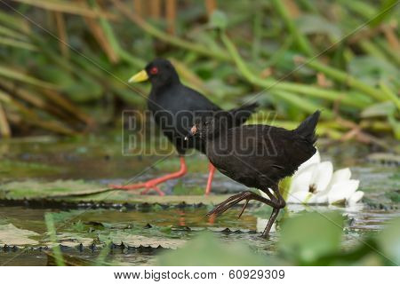 Young And Adult Black Crakes Walking On Lily Pads
