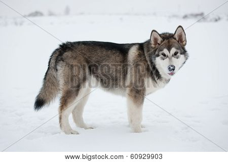Alaskan Malamute Stands