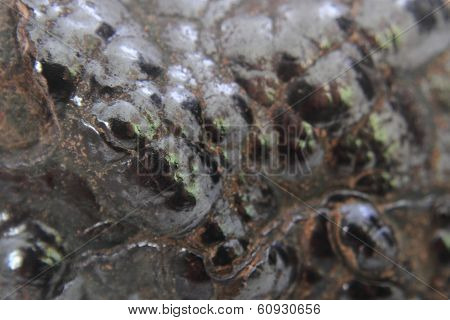 Natural Hematite Texture