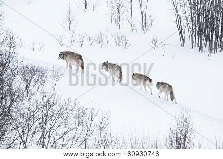 Wolf pack running in the cold landscape