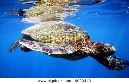 Tortuga Tortuga ciudad