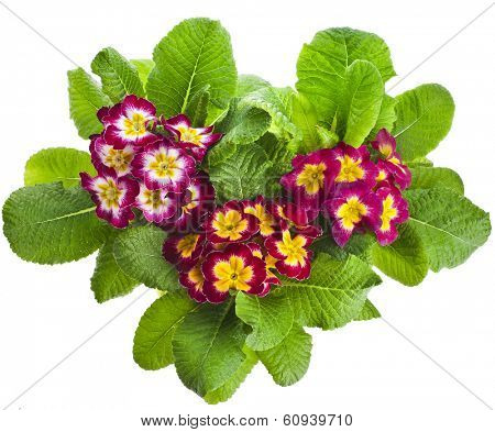 blooming primrose primula polyanthus isolated on white