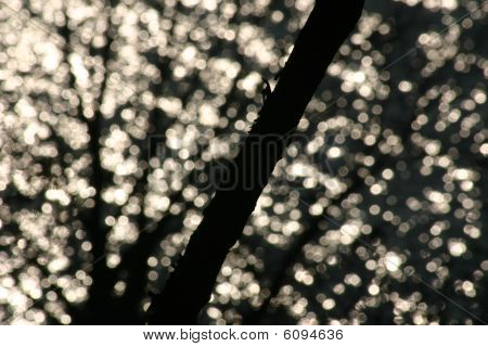 Branch