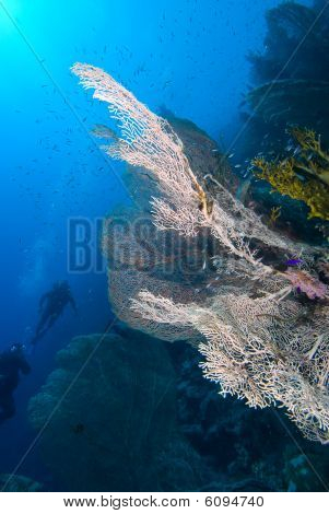 Giant Sea Fan (Riitta Mollis)