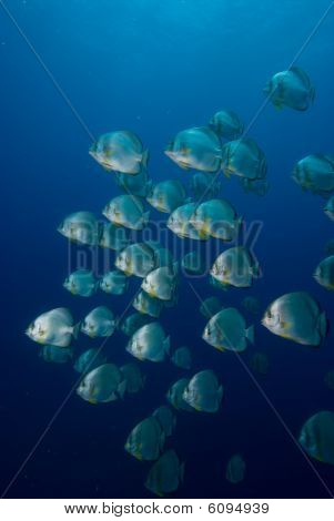 School Of pyöreä Batfish (platax Orbicularis)