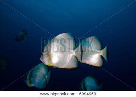 Kaksi pyöreä Batfish (platax Orbicularis)