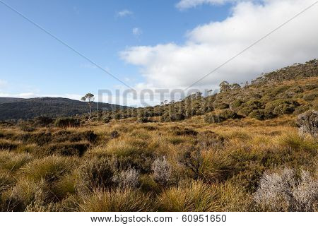 Button grass plains