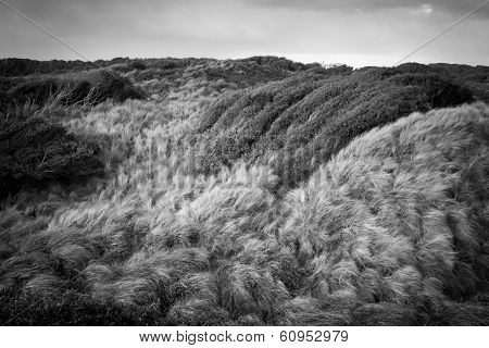 Wind-blown grasses