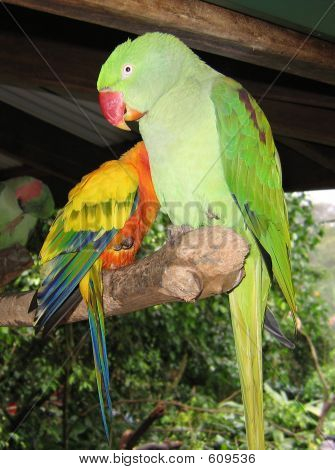 Alexandrine papegøje og Rosella