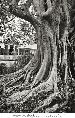 Fig tree
