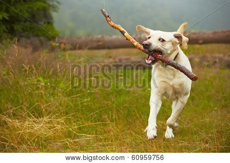 Dog With Stick