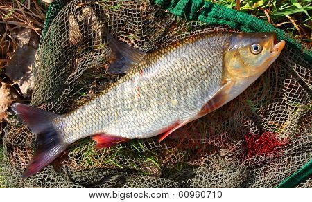 Catching fish on a fishing net. ( Ide - Leuciscus idus) 