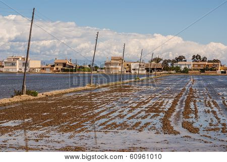 View Of A Paddy Field In Delta De L'ebre, Catalonia, Spain
