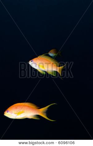 Lyretail Anthias (pseudanthias Squamipinnis)