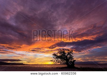 Spectacular stormy sunset in the Philippines on the island of Siquijor with a lone mangrove tree silhouetted against the fiery orange sky