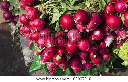 RED Radish