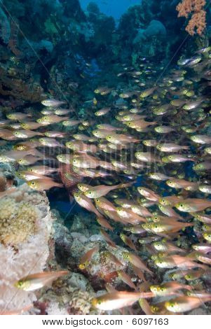 กวาดปลา/ทองแก้ว (parapriacanthus Ransonneti)