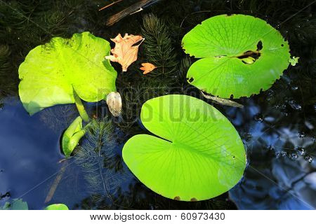 Lilyes leafage on water - abstract waterflora background