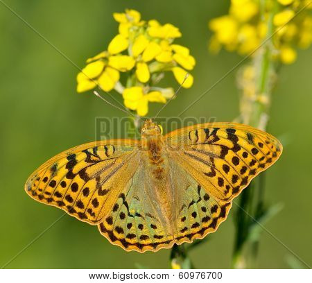 butterfly in natural habitat in spring (melitaea aethera)