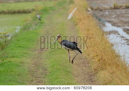 Lesser Adjutant