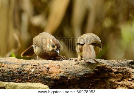 White-browed Laughingthrush(pterorhinus Sannio)