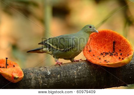 Female Pink-necked Green-pigeon (treron Vernans)