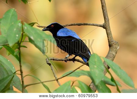 Male Asian Fairy Bluebird (irena Puella)