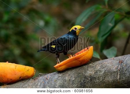 Male Golden-crested Myna (ampeliceps Coronatus)