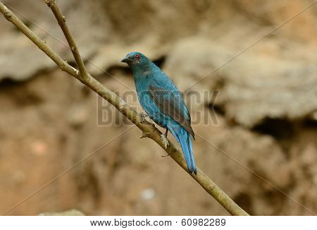 Female Asian Fairy Bluebird (irena Puella)