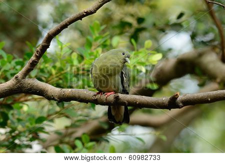 Female Pink-necked Green-pigeon (treron Vernans)