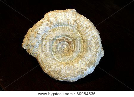 Ammonite fossil
