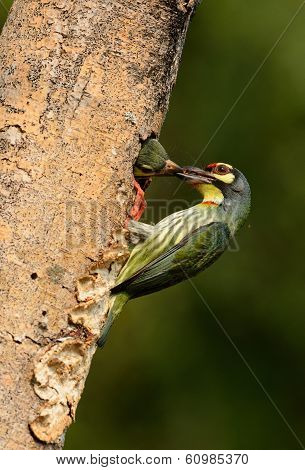 Coppersmith Barbet