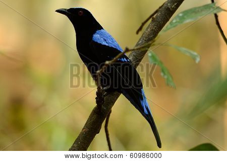 Male Asian Fairy Bluebird (irena Puella)