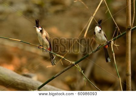 Red-whiskered Bulbul (pycnonotus Jocosus)
