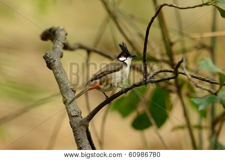 Red-whiskered Bulbul (pycnonotus Jocosus)