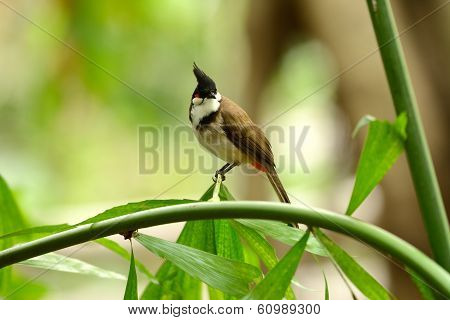 Red-whiskered Bulbul (pycnonotus Jocosus)