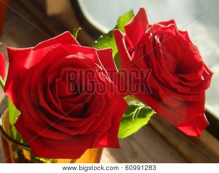 Beautiful flower - a big red rose, the symbol of love, with its petals closeup