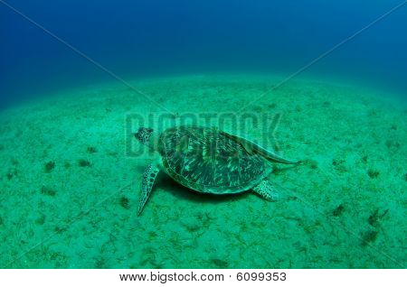 Havskildpadde